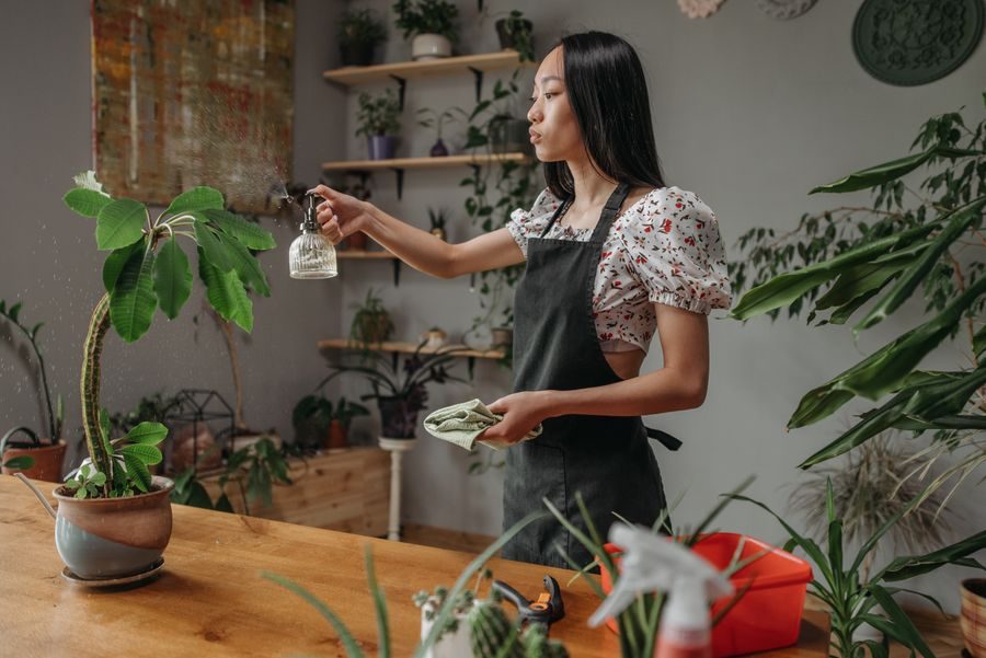 Watering tall houseplants in a sunlit room